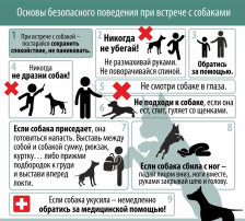 Консультация для родителей на тему: "Осторожно, бездомные собаки!" Консультация для родителей на тему: "Осторожно, бездомные собаки!".